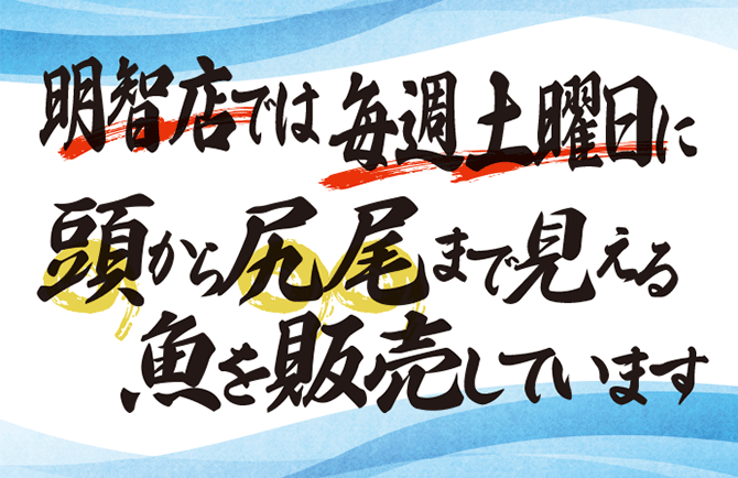 明智店では毎週土曜日に頭から尻尾まで見える魚を販売しています